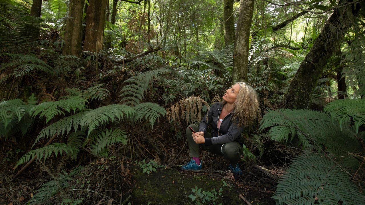 Sarah Rees: How to turn a threatened forest into a National Park